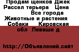 Продам щенков Джек Рассел терьера › Цена ­ 25 000 - Все города Животные и растения » Собаки   . Кировская обл.,Леваши д.